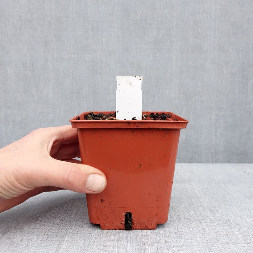 Example of Astrance - Astrantia major Burgundy Manor Pot van 1 l/1,5 l as you get in hiver