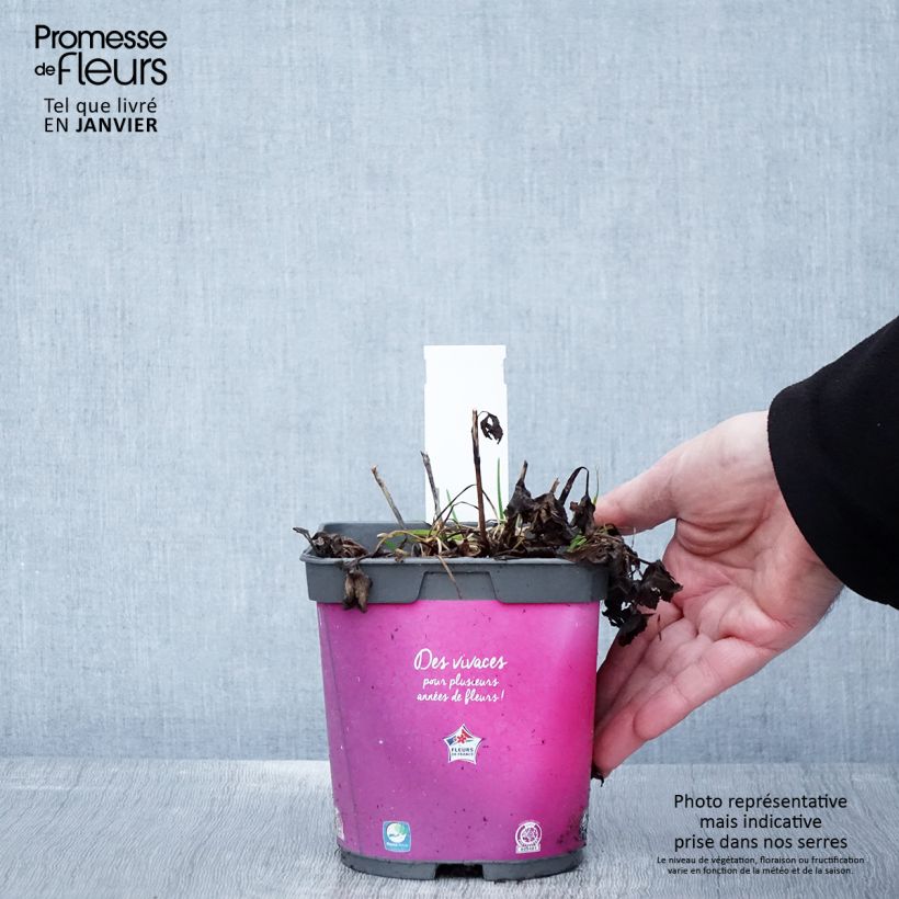 Example of Astrance - Astrantia major Roma Pot van 2 l/3 l as you get in hiver