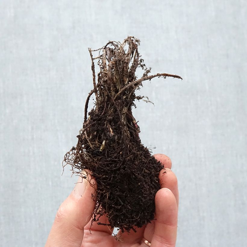 Example of Astrance - Astrantia major Roma Naakte wortel as you get in hiver