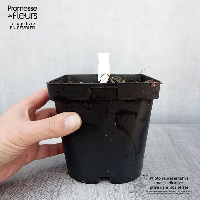 Example of Astrantia major Shaggy - Zeeuws knoopje Pot van 2 l/3 l as you get in hiver