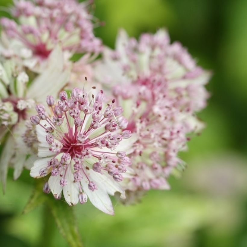 Astrantia major Sunningdale Variegated - Zeeuws knoopje (Bloei)
