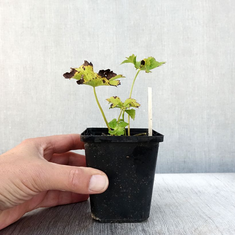 Exemplaar van Astrantia major Star of Love - Zeeuws knoopje Kweekpotje van 8/9 cm zoals geleverd in de herfst