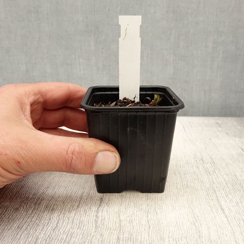 Exemplaar van Astrantia major Star of Love - Zeeuws knoopje Kweekpotje van 8/9 cm zoals geleverd in de lente