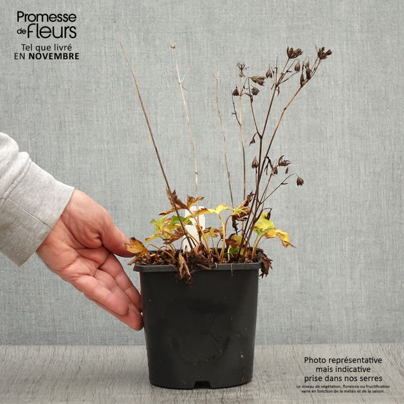 Example of Astrantia major Star of Love - Zeeuws knoopje Pot van 2 l/3 l as you get in automne