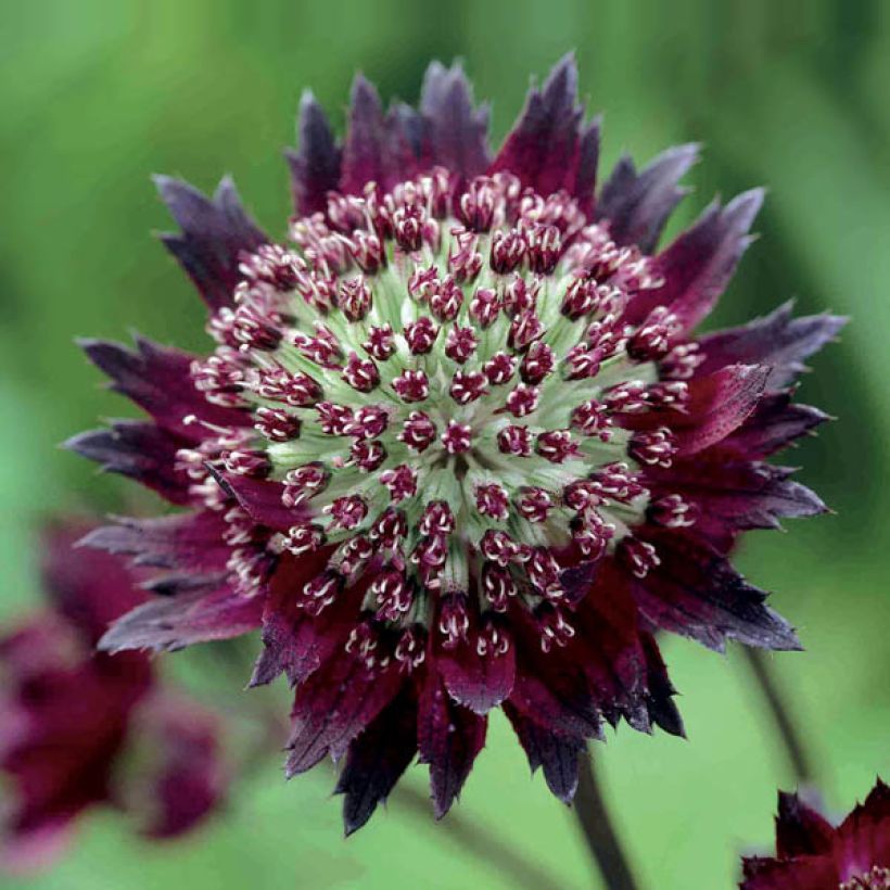Astrantia major Moulin Rouge - Zeeuws knoopje (Flowering)