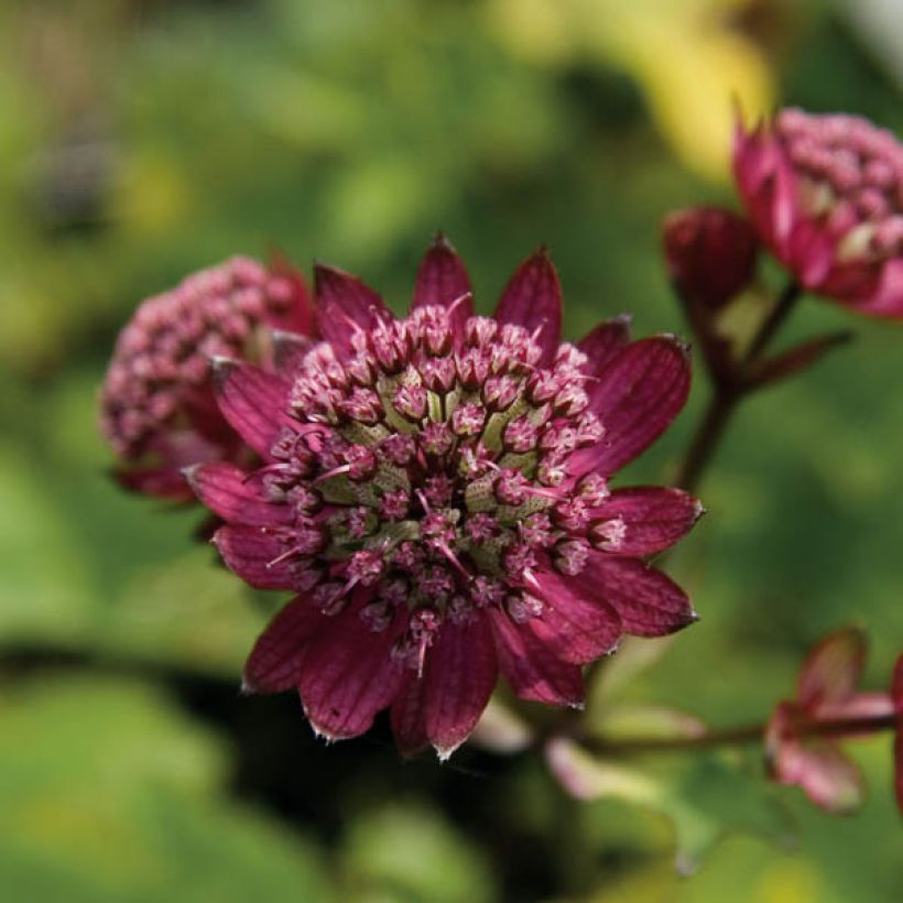 Astrantia major Hadspen Blood - Zeeuws knoopje (Bloei)