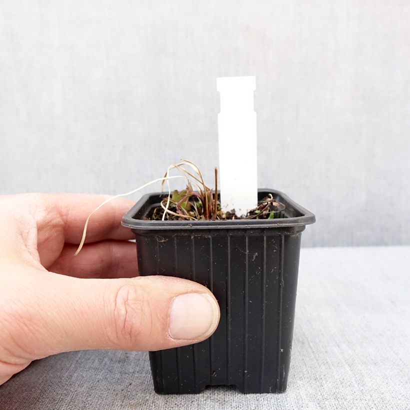 Example of Astrantia bavarica - Astrance de Bavière Kweekpotje van 8/9 cm as you get in hiver