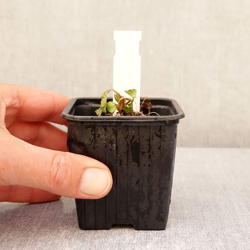 Exemplaar van Astrantia bavarica - Zeeuws knoopje Kweekpotje van 8/9 cm zoals geleverd in de lente