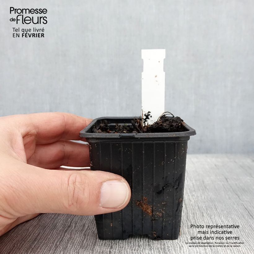 Example of Astrantia major Cerise Button - Grande astrance Kweekpotje van 8/9 cm as you get in hiver