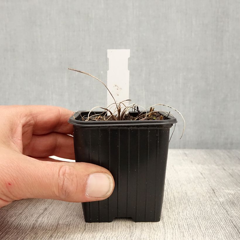 Exemplaar van Astrantia major Cerise Button - Zeeuws knoopje Kweekpotje van 8/9 cm zoals geleverd in de lente