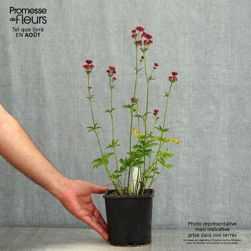 Exemplaar van Astrantia major Cerise Button - Zeeuws knoopje Pot van 2 l/3 l zoals geleverd in de zomer