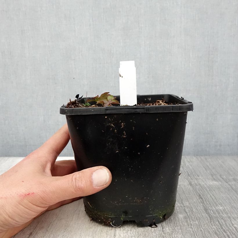 Exemplaar van Astrantia major Cerise Button - Zeeuws knoopje Pot van 2 l/3 l zoals geleverd in de lente