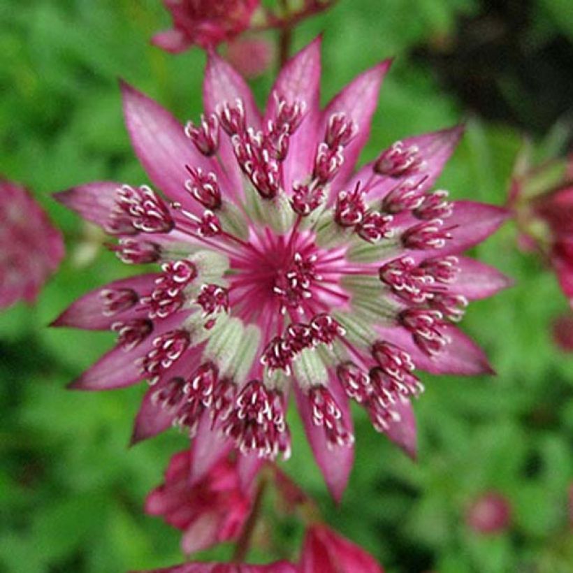 Astrantia major Claret - Zeeuws knoopje (Flowering)