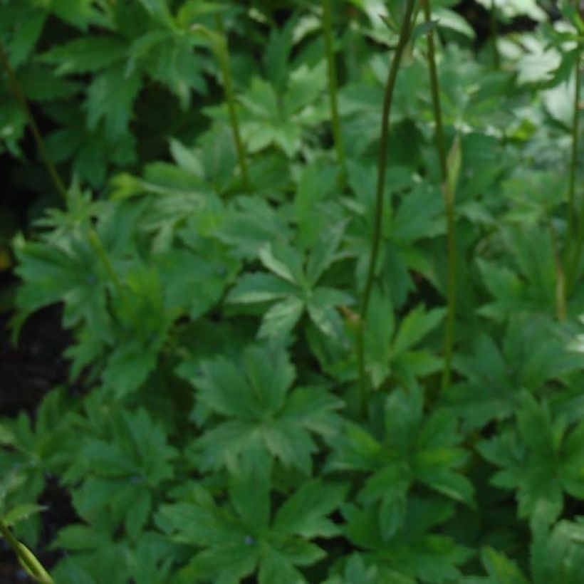 Astrantia major Claret - Zeeuws knoopje (Foliage)