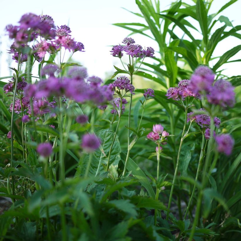 Astrantia major Ruby Cloud - Zeeuws knoopje (Flowering)