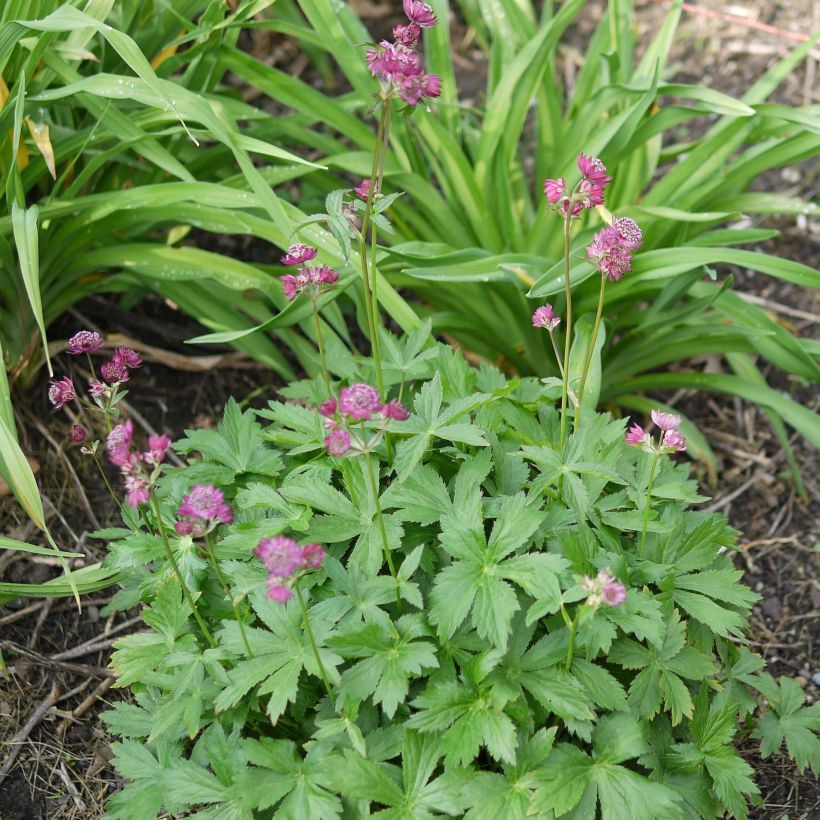 Astrantia major Ruby Cloud - Zeeuws knoopje (Plant habit)