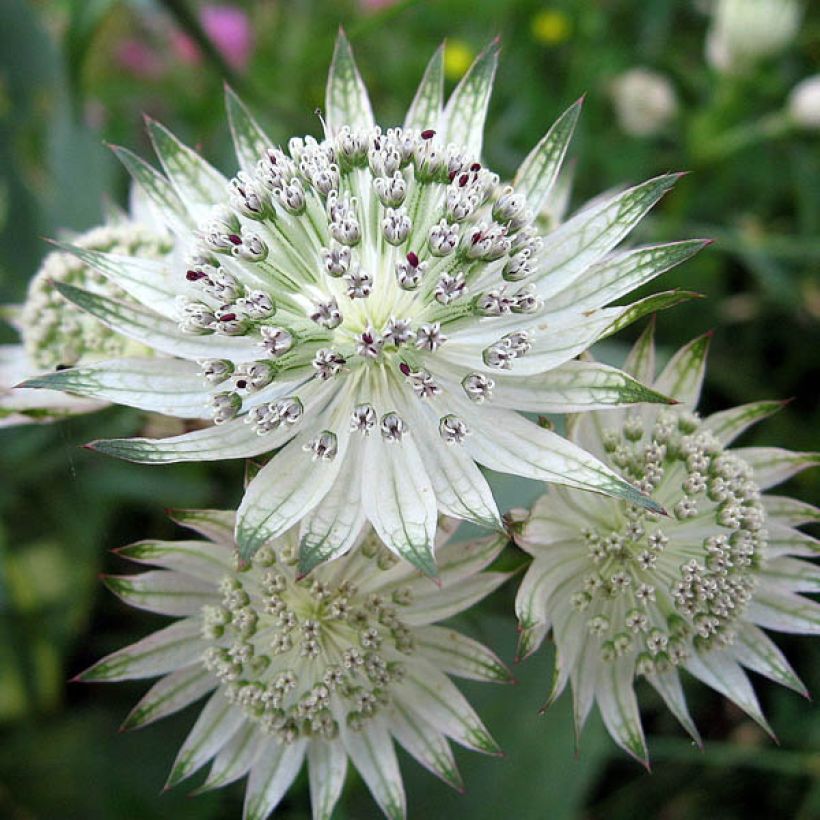 Astrantia major Shaggy - Zeeuws knoopje (Flowering)