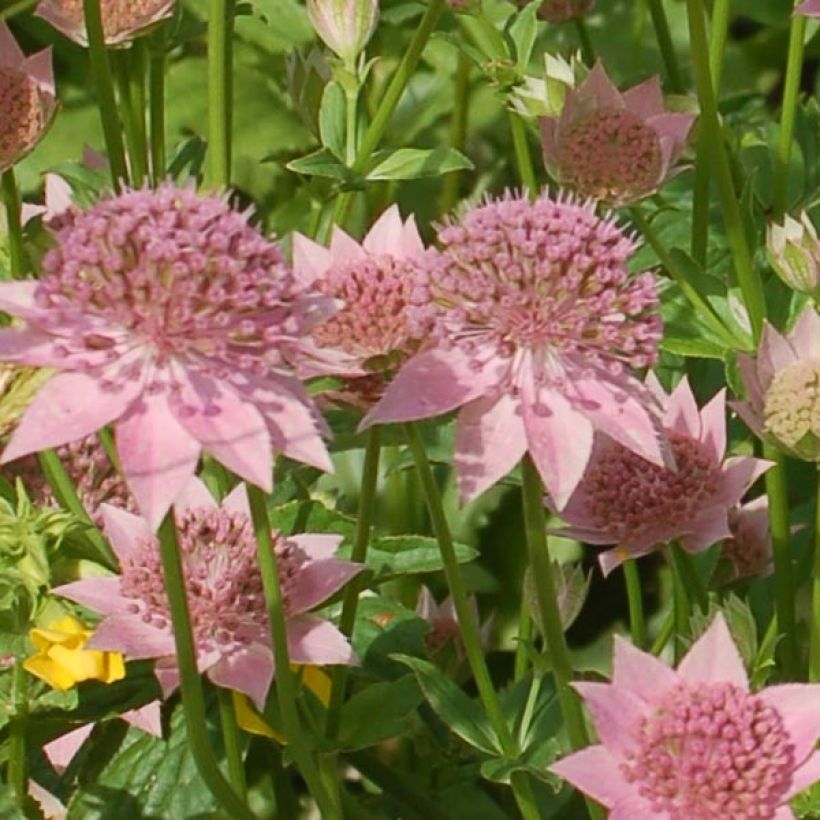 Astrantia maxima - Zeeuws knoopje (Bloei)