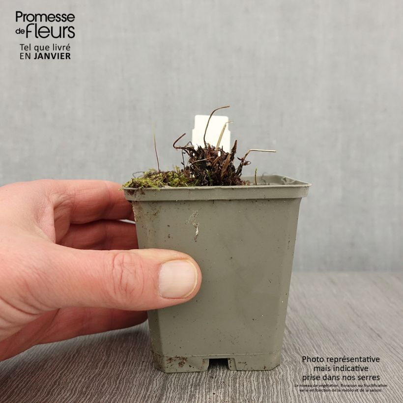 Example of Athyrium filix-femina Frizelliae - Wijfjesvaren Kweekpotje van 8/9 cm as you get in hiver