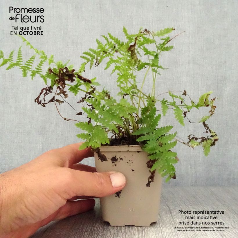 Exemplaar van Athyrium filix-femina Rotstiel - Wijfjesvaren Kweekpotje van 8/9 cm zoals geleverd in de herfst