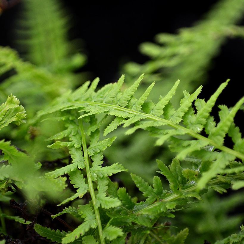 Athyrium filix-femina Victoriae - Wijfjesvaren (Blad)