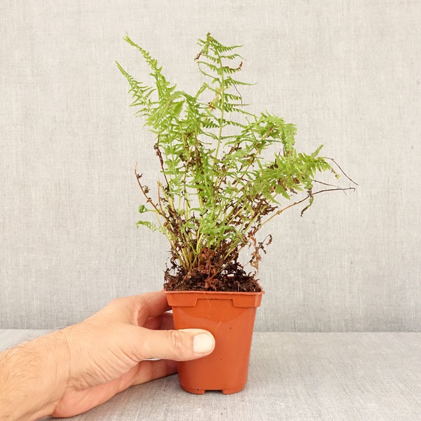 Exemplaar van Athyrium filix-femina Victoriae - Wijfjesvaren Kweekpotje van 8/9 cm zoals geleverd in de herfst