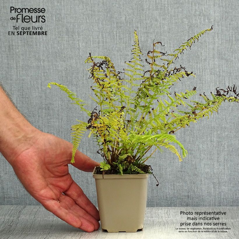 Exemplaar van Athyrium filix-femina Victoriae - Wijfjesvaren Kweekpotje van 8/9 cm zoals geleverd in de zomer