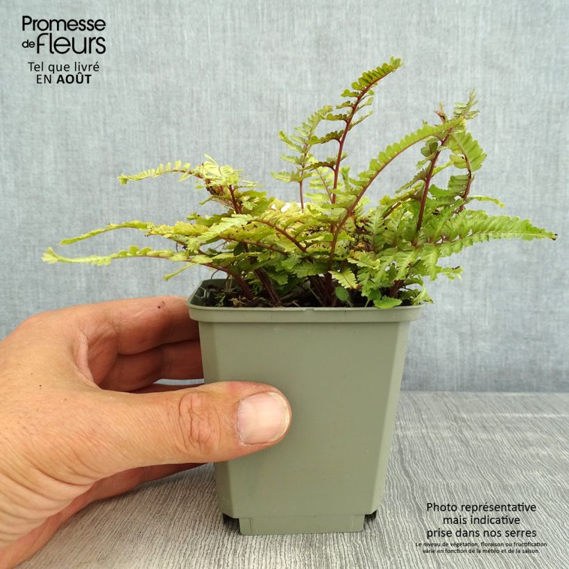 Exemplaar van Athyrium niponicum Crested Surf - Japanse regenboogvaren Kweekpotje van 8/9 cm zoals geleverd in de zomer