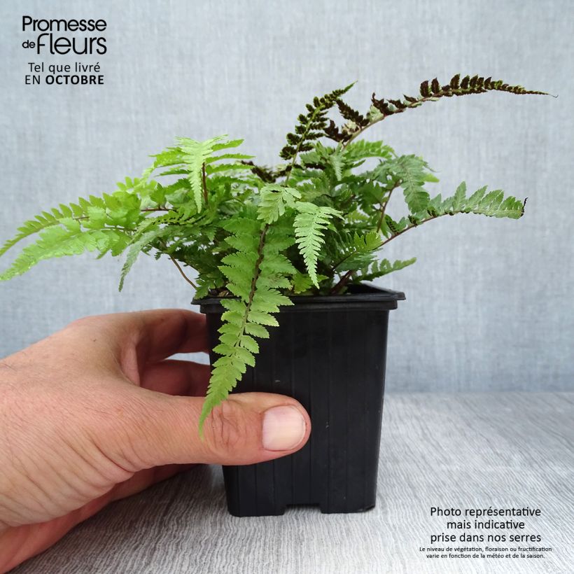 Exemplaar van Athyrium niponicum var. pictum - Japanse regenboogvaren Kweekpotje van 8/9 cm zoals geleverd in de herfst