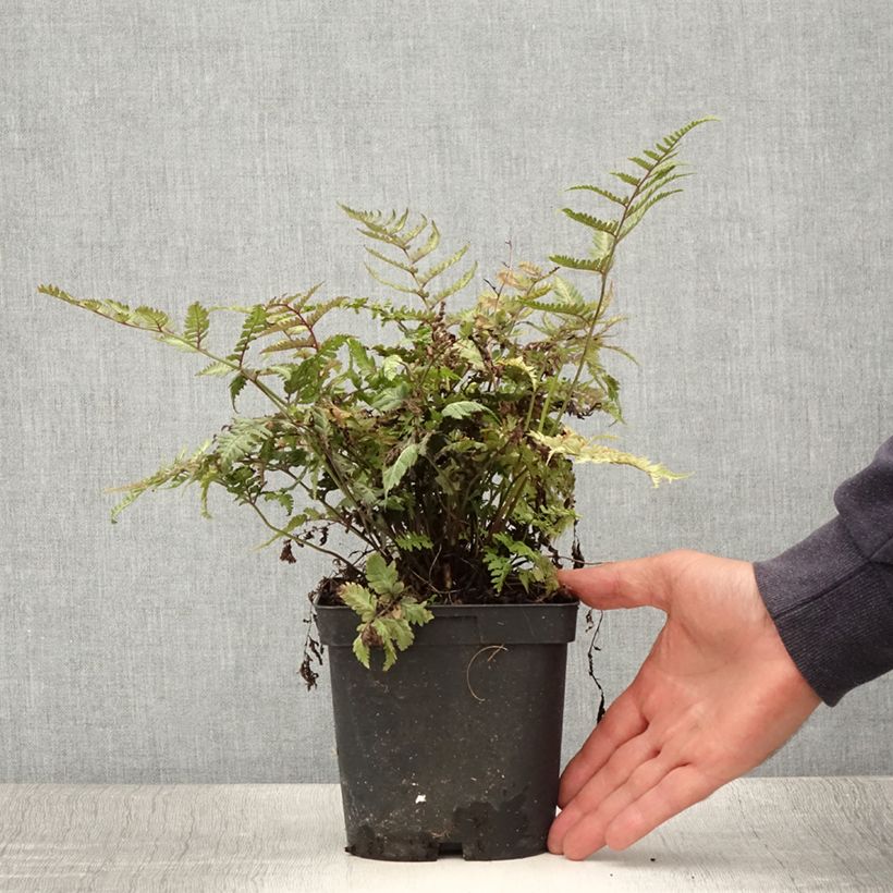 Exemplaar van Athyrium niponicum var. pictum - Japanse regenboogvaren Pot van 2 l/3 l zoals geleverd in de zomer