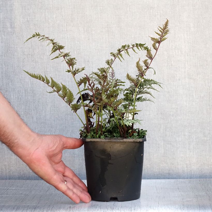 Exemplaar van Athyrium niponicum var. pictum Metallicum - Japanse regenboogvaren Pot van 2 l/3 l zoals geleverd in de zomer
