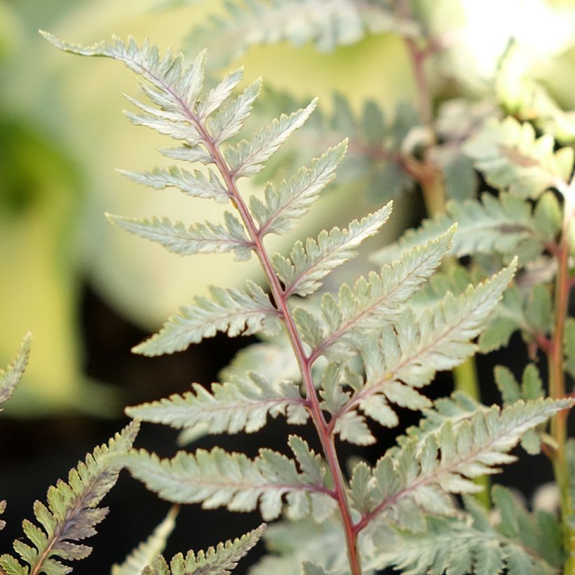 Athyrium niponicum var. pictum Metallicum - Japanse regenboogvaren (Blad)