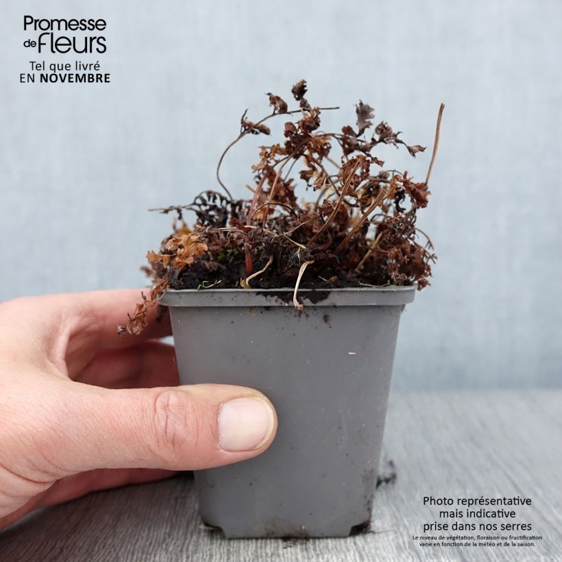 Exemplaar van Athyrium niponicum Ursulas red - Japanse regenboogvaren Kweekpotje van 8/9 cm zoals geleverd in de herfst