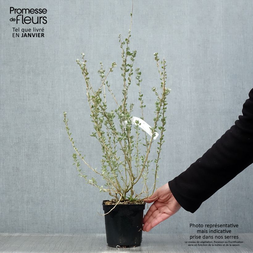 Example of Atriplex halimus - Arroche marine, pourpier de mer Pot van 1,5 l/2 l as you get in hiver