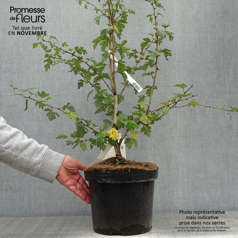 Exemplaar van Crataegus laevigata Paul's Scarlet - Tweestijlige meidoorn Pot van 7,5 l/10 l zoals geleverd in de herfst