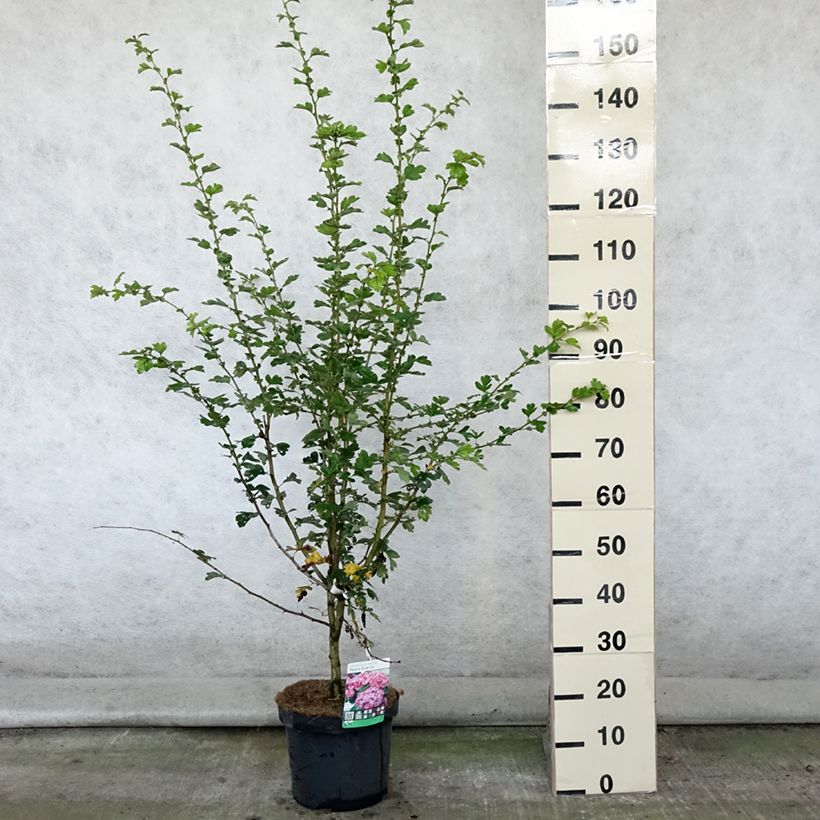 Exemplaar van Crataegus laevigata Paul's Scarlet - Tweestijlige meidoorn Pot van 7,5 l/10 l zoals geleverd in de zomer