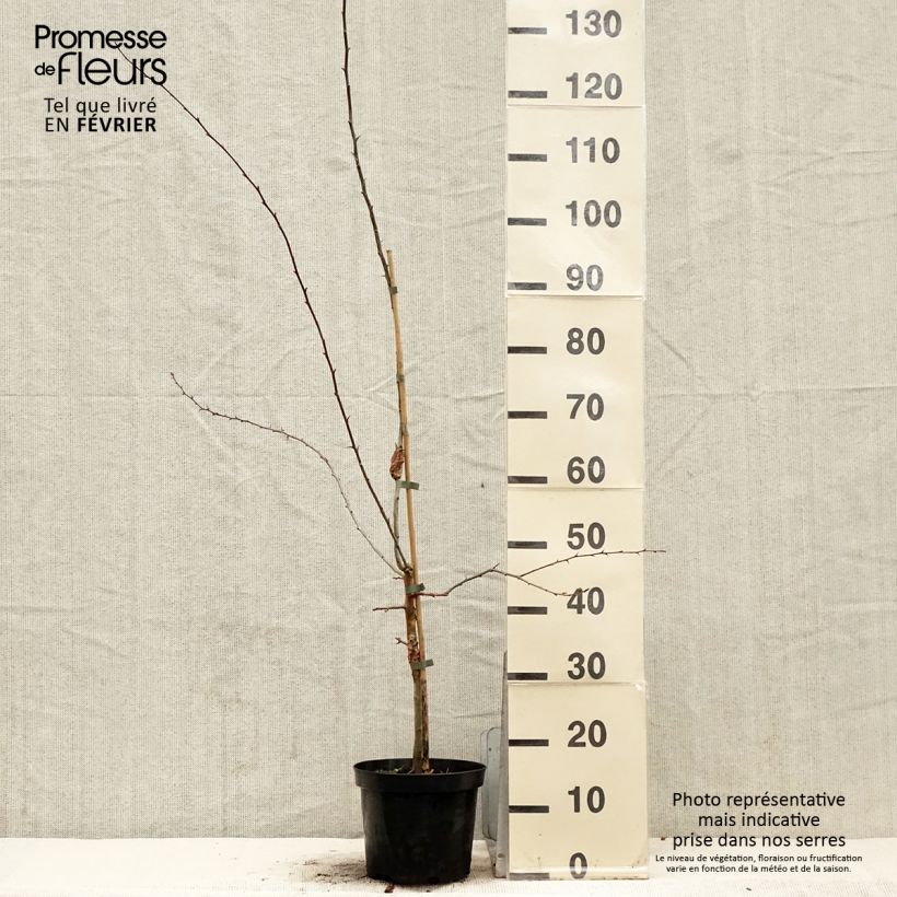 Example of Crataegus laevigata Princesse Sturdza - Aubépine lisse Pot van 4 l/5 l as you get in hiver