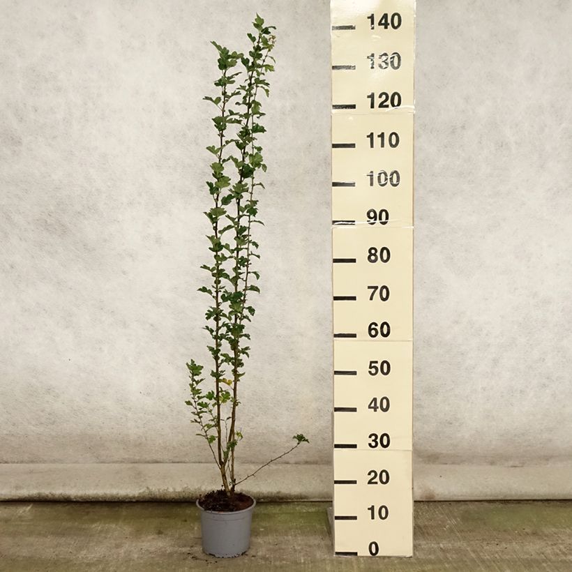 Exemplaar van Crataegus monogyna - Eenstijlige meidoorn Pot van 2 l/3 l zoals geleverd in de zomer