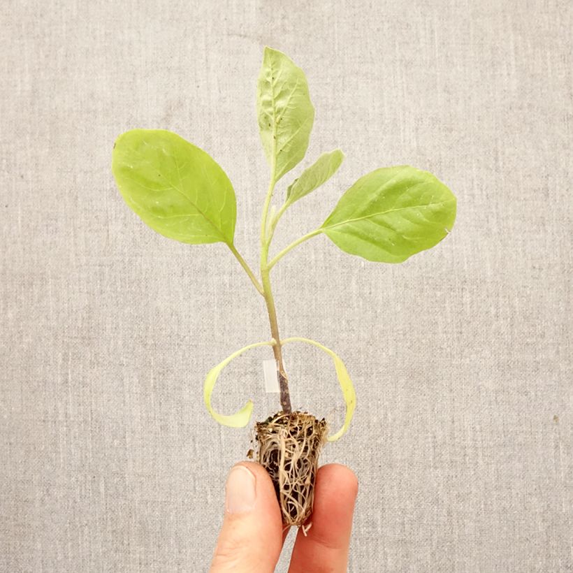 Exemplaar van Aubergine Bonica F1 BIO (jonge planten - geënt) Mini-mot Ø 1,5/2,5 cm zoals geleverd in de lente