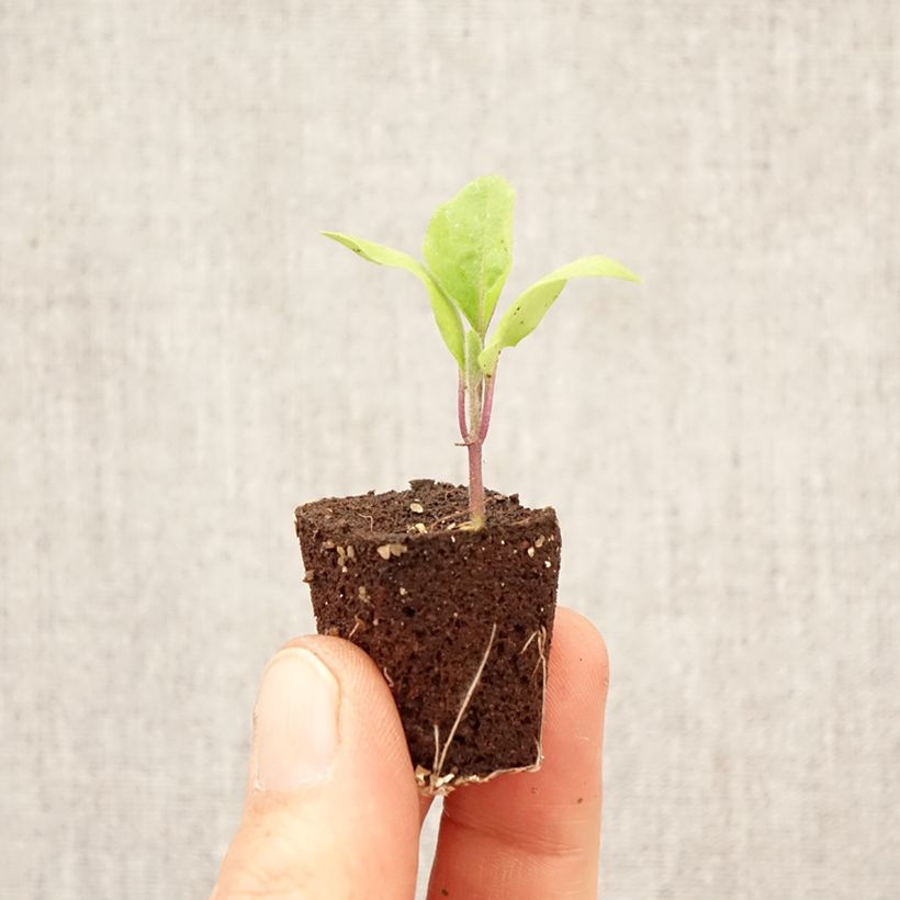 Exemplaar van Aubergine Patio Baby F1 (jonge planten) Mini-mot Ø 3/4 cm zoals geleverd in de lente