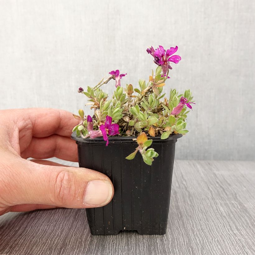 Exemplaar van Blauwkussen roze - Aubrieta gracilis Kweekpotje van 8/9 cm zoals geleverd in de lente