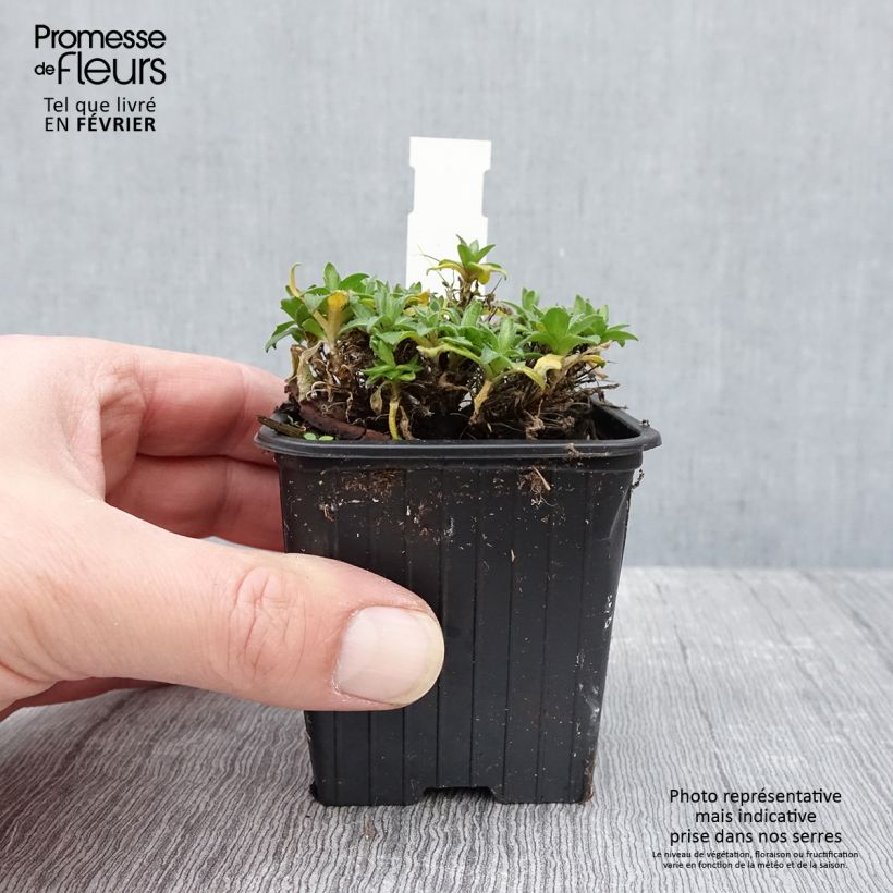 Example of Aubriète Florado Rose-Red - Aubrieta gracilis Kweekpotje van 8/9 cm as you get in hiver