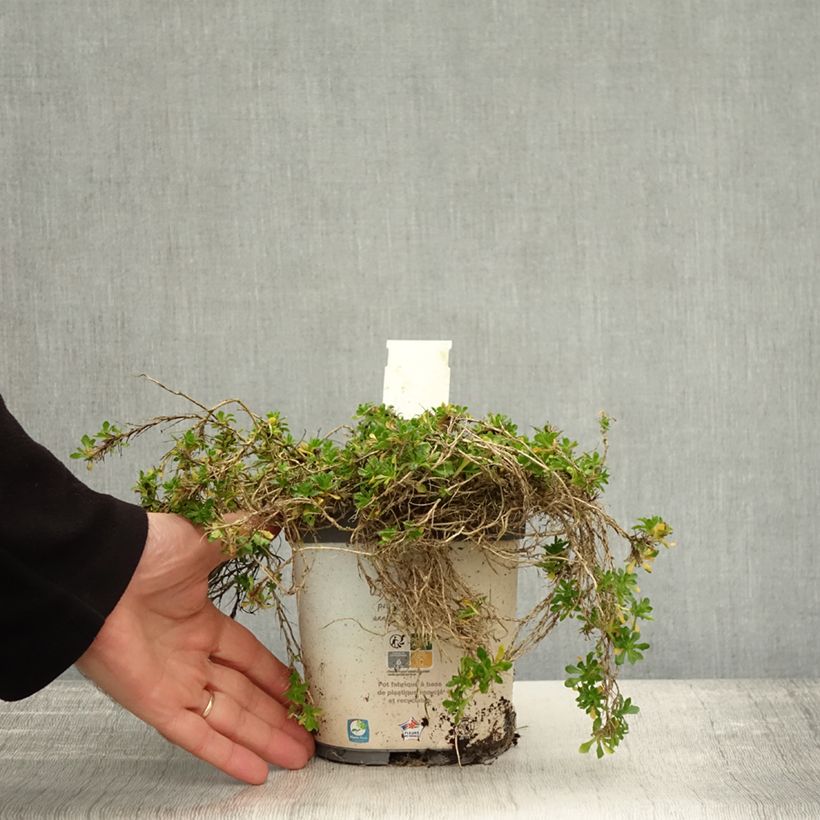 Exemplaar van Blauwkussen Kitte White - Aubrieta Pot van 2 l/3 l zoals geleverd in de herfst