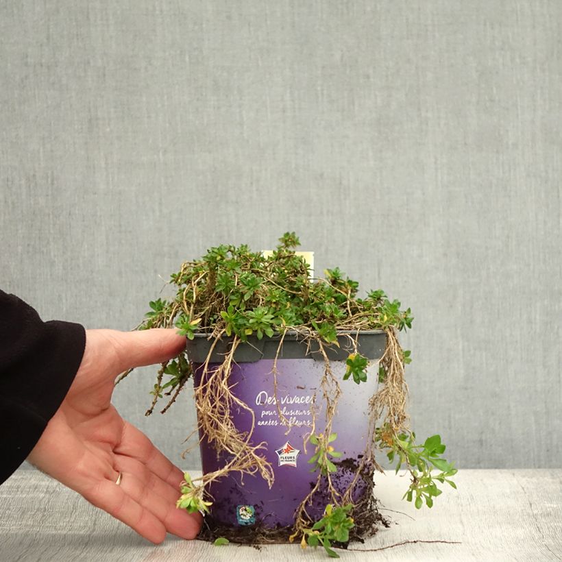 Exemplaar van Blauwkussen Kitte Bleu - Aubrieta gracilis Pot van 2 l/3 l zoals geleverd in de herfst