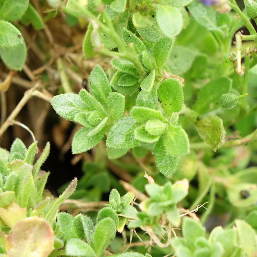 Blauwkussen Kitte Bleu - Aubrieta gracilis (Blad)