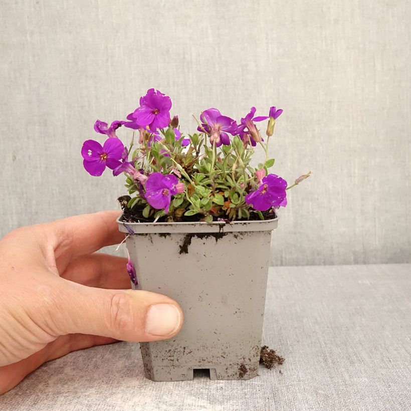Exemplaar van Blauwkussen Kitte Bleu - Aubrieta gracilis Kweekpotje van 8/9 cm zoals geleverd in de lente