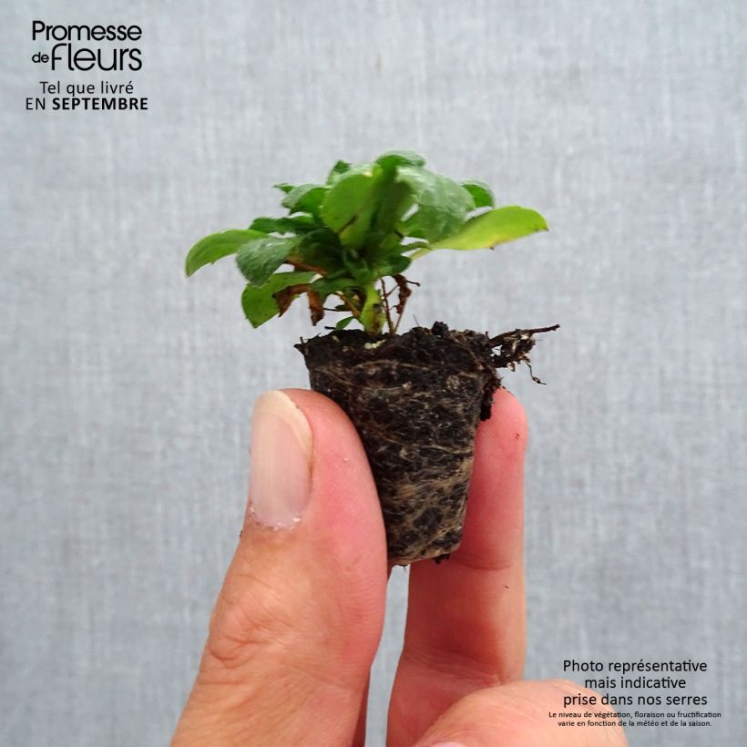 Example of Aubriete Kitte® Bleu (Blue)  - Aubrieta x gracilis Mini-mot Ø 3/4 cm as you get in automne