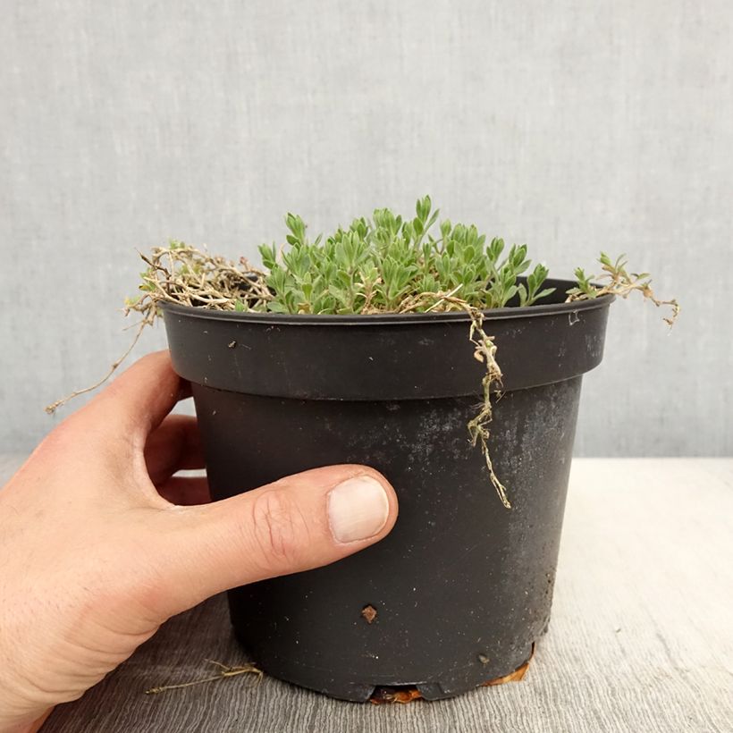 Exemplaar van Blauwkussen Cascade Red - Aubrieta cultorum Pot van 2 l/3 l zoals geleverd in de lente