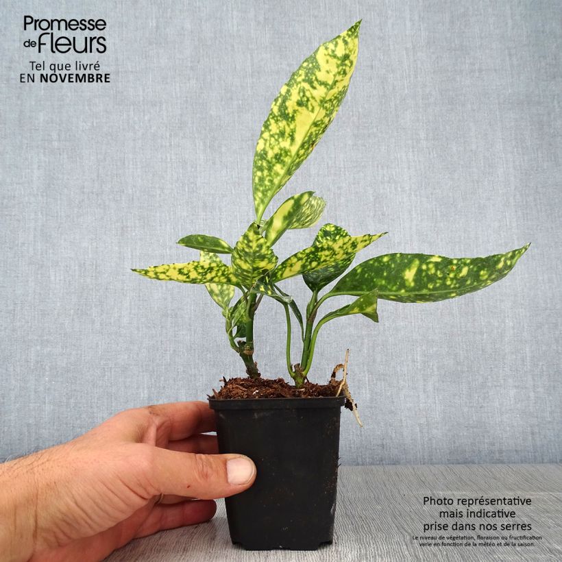 Exemplaar van Aucuba japonica Crotonifolia - Broodboom Kweekpotje van 8/9 cm zoals geleverd in de herfst