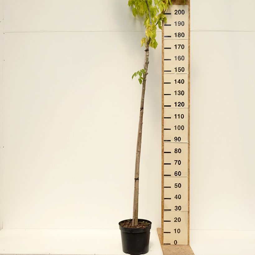 Example of Aulne blanc - Alnus incana Monstrosa Pot van 12 l/15 l as you get in printemps